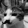 Shoko🐹🐸's profile picture