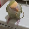 桃媚嬢BRANDのシュシュシュ profil fotoğrafı