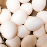 たまご🥚's profile picture