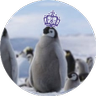 P profil fotoğrafı
