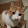 Profilbild von keanu the cat 🇫🇷 🏴🇮🇪🐈⬛🐈