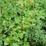 Фото профиля Carbon-based and once-living