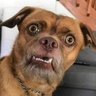 Laurindo's profile picture