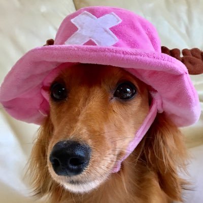 りりバイオレット's profile picture