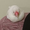 ばん 的头像