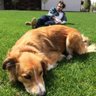 Profilbild von im the dog