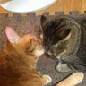 Profilbild von 🐾えみ🐾猫ちゃん垢
