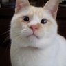 まどマギの人って呼ばれたりするみたい's profile picture