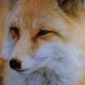 Фото профиля tracqfox