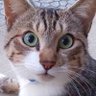 Фото профиля 猫