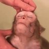 Macaco 的头像