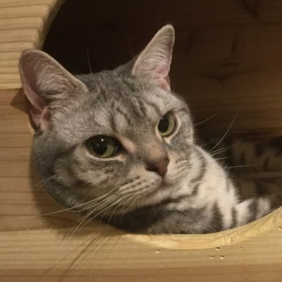 yychen0202's profile picture
