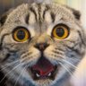 Profilbild von 優