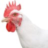 Фото профиля WhiteChook