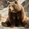 Lazy Bear profil fotoğrafı
