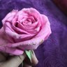 سعد's profile picture