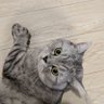 撸毛的小猪.Sol profil fotoğrafı