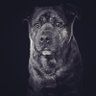 Mark Fisher's profile picture