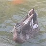 Фото профиля POLETTI ENTERRADO EN EL SOCAVÓN DE BOULEVARD