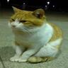 Profilbild von たるたる８７