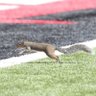 Фото профиля Touchdown Squirrel