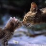 猫子猫 的头像