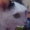 ぐんしゃん。 的头像