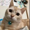 キャンプマン profil fotoğrafı