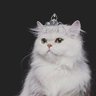 Profilbild von عُلیاحضرت شهبانو ویولت