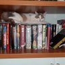 gatto europeo no UE🐬 profil fotoğrafı