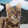 Profilbild von Jabuelgato