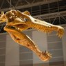 Фото профиля Saurian96
