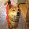 とまこ's profile picture