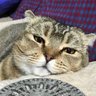 夜男爵〜よるだんしゃく〜 的头像