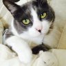 ねこちやん's profile picture