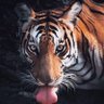 باسم الجهني profil fotoğrafı