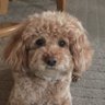 もこ 的头像