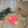 えみ🐾里親募集垢も宜しくお願いします🙏🏻 profil fotoğrafı