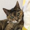 Фото профиля ぽんた
