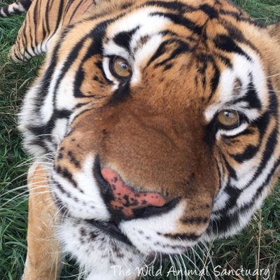 The Wild Animal Sanctuary's profile picture