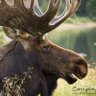 Moose Woman 🇨🇦🏴💚🤍💜's profile picture