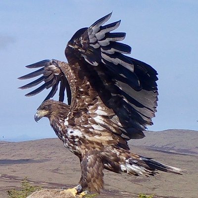 Uist Sea Eagles's profile picture