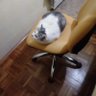 andregino's profile picture
