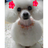 ゆかぽん's profile picture