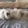 Фото профиля Aren't Dogs Great?🐾