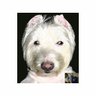 Fierce Terrier's profile picture