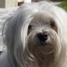 Reinhard Raubal's profile picture