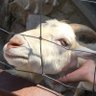 わたぼこさん 的头像