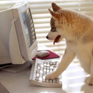 Dilo con perritos's profile picture