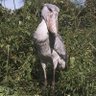 理子 profil fotoğrafı